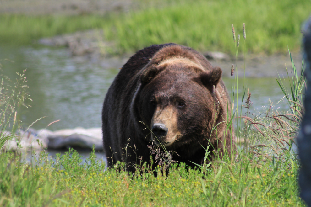 Alaska brown bear at the Alaska Wildlife Conservation Center