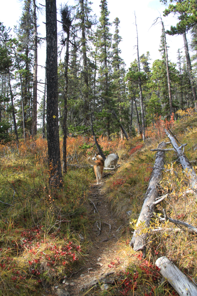 Erosion Pillar Trail, Stone Mountain Park, Alaska Highway