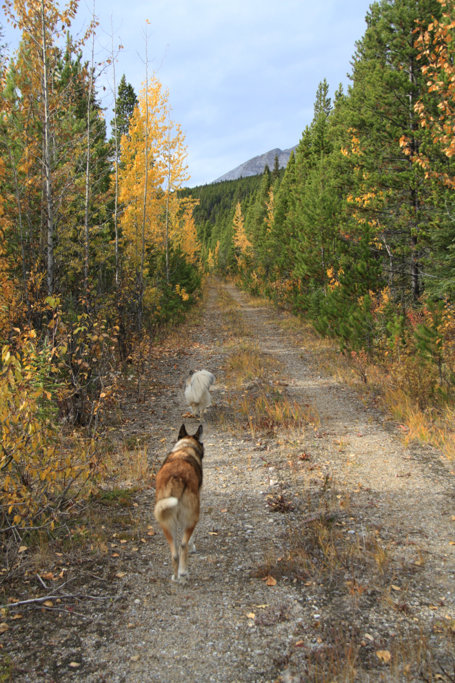 The Cut Trail, Alaska Highway