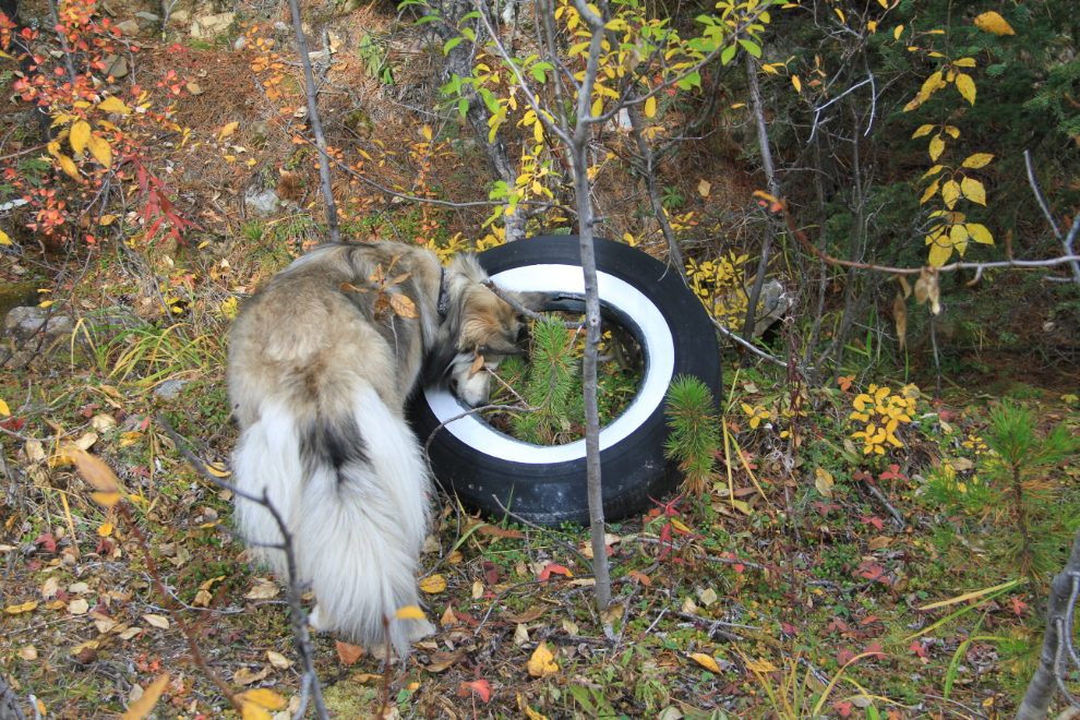 Old whitewall tire along the Cut Trail, Alaska Highway