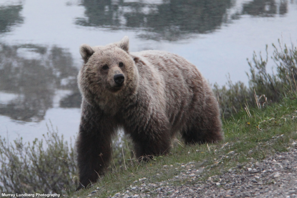 Grizzly beside the Icefields Parkway