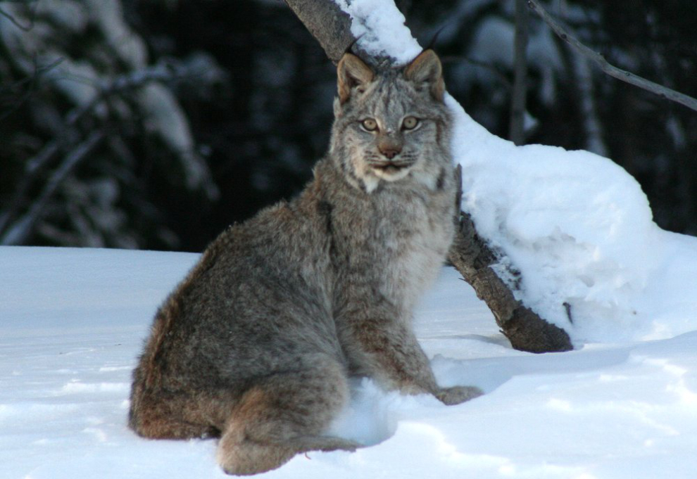Lynx along the South Klondike Highway