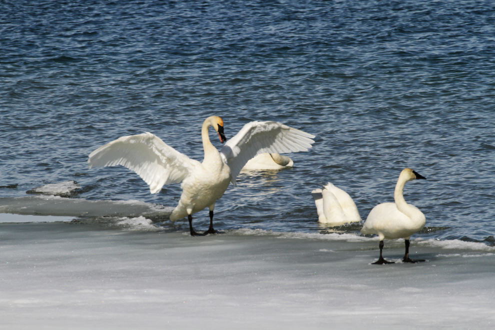 Swans at Tagish, Yukon