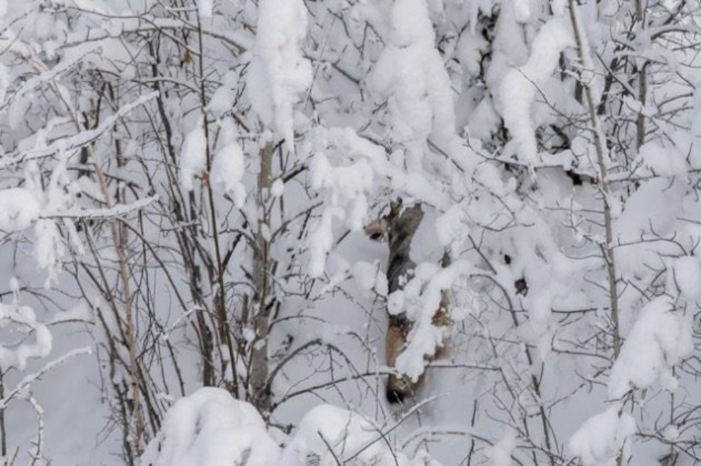 Wolf seen during Yukon Quest 2019 in Dawson City