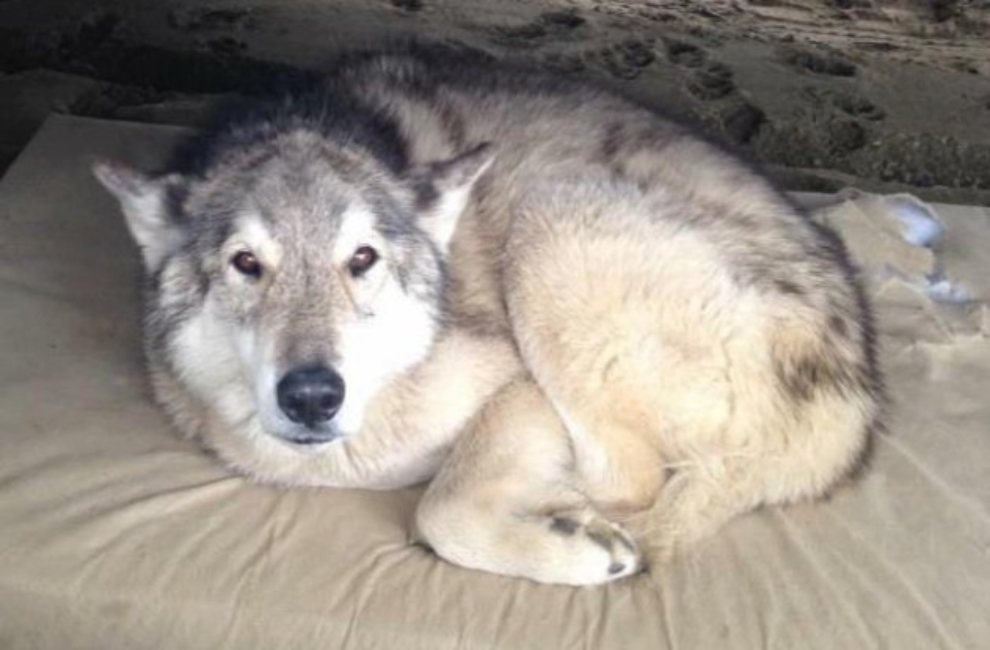 Missing dog Link near Dawson City