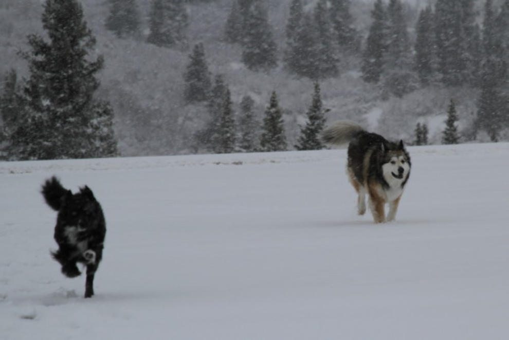 Dogs playing along the snowy Haines Highway