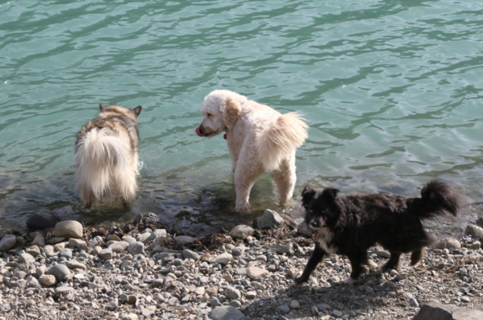 Dogs in the Yukon River at Whitehorse, Yukon