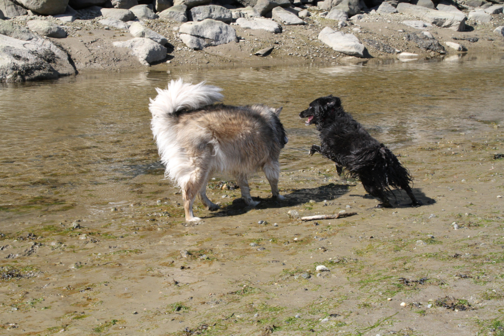 My dogs Bella and Tucker playing on the beach at Dyea, Alaska