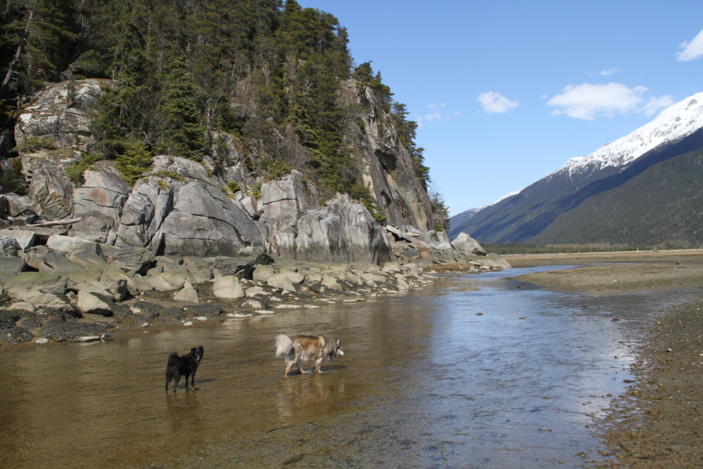 Dogs on the beach at Dyea, Alaska