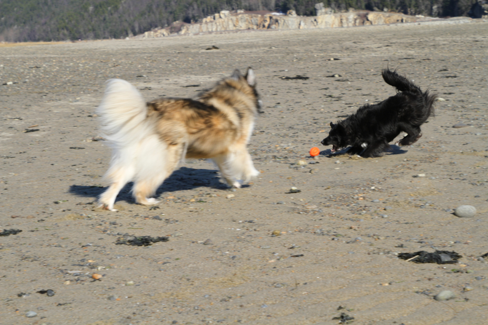 My dogs Bella and Tucker playing on the beach at Dyea, Alaska