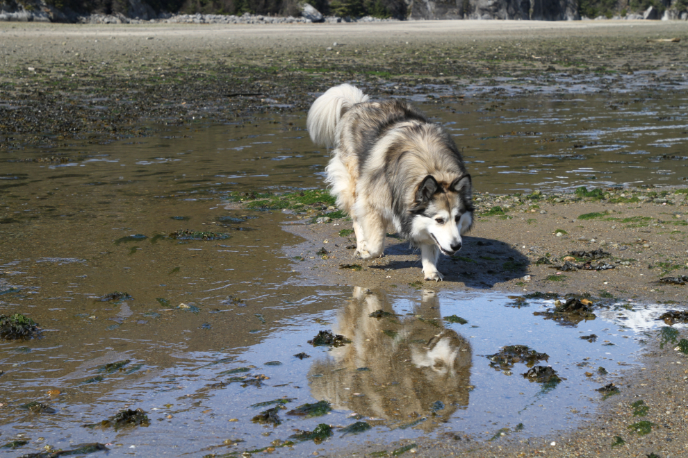 My shelty/husky Bella on the beach at Dyea, Alaska