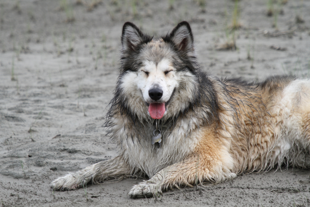 Bella, my shelty/husky cross, tired and filthy at Kluane Lake, Yukon