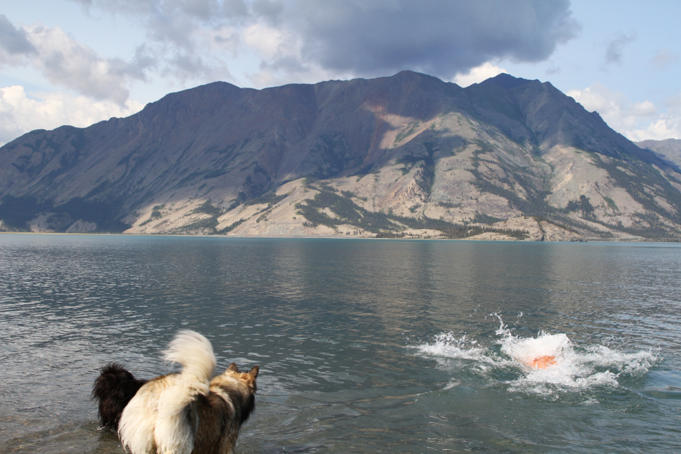 Swimming with the dogs at Kluane Lake, Yukon