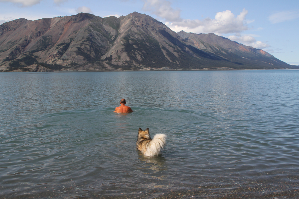 Swimming in Kluane Lake, Yukon, with my dog