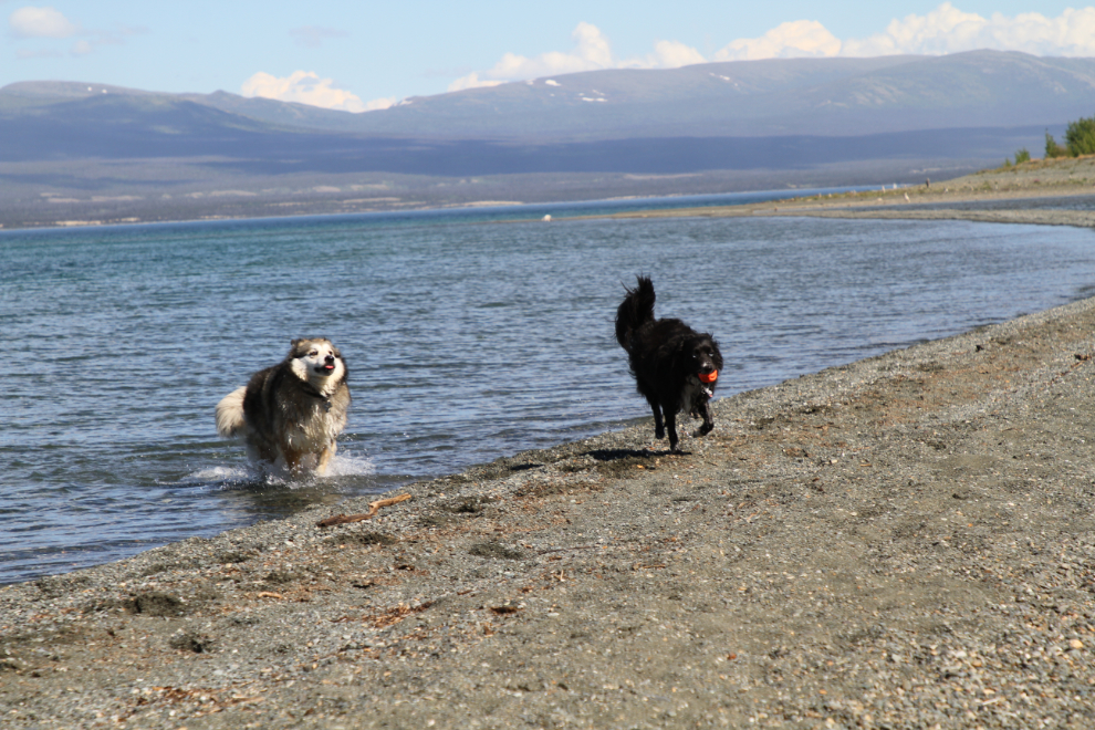 Dogs playing ball on the beach of Kluane Lake, Yukon