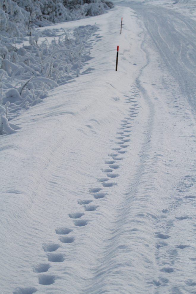 Wolf tracks along Bonanza Road at Dawson City in the winter