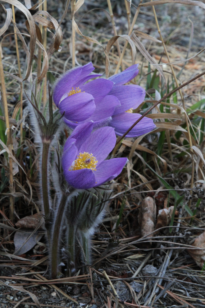 Prairie crocuses at Whitehorse, Yukon