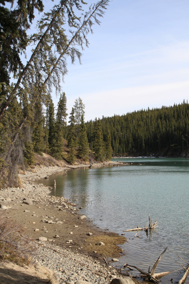 Low water levels in the Yukon River at Whitehorse, Yukon