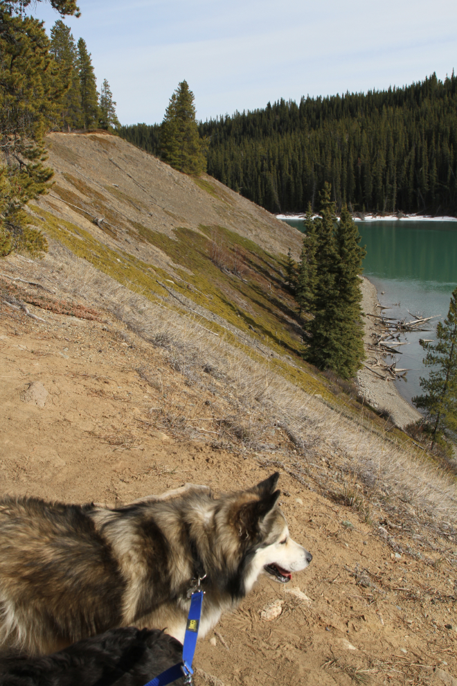 Lower Canyon City Trail along the Yukon River at Whitehorse, Yukon