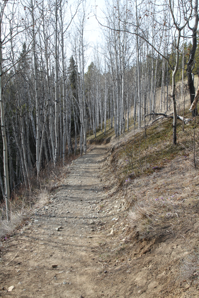 Upper Canyon City Trail at Whitehorse, Yukon
