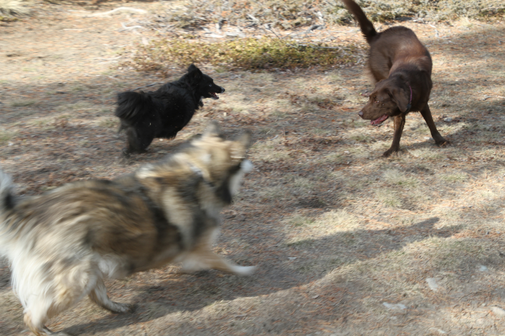 Dogs playing at Whitehorse, Yukon