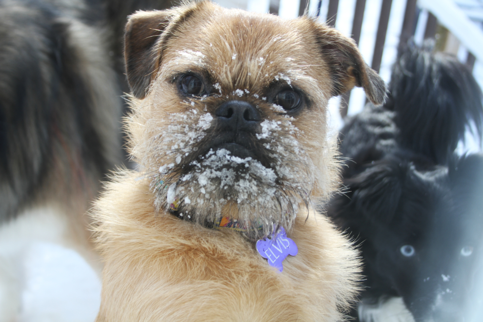 pug and Brussels Griffon mix