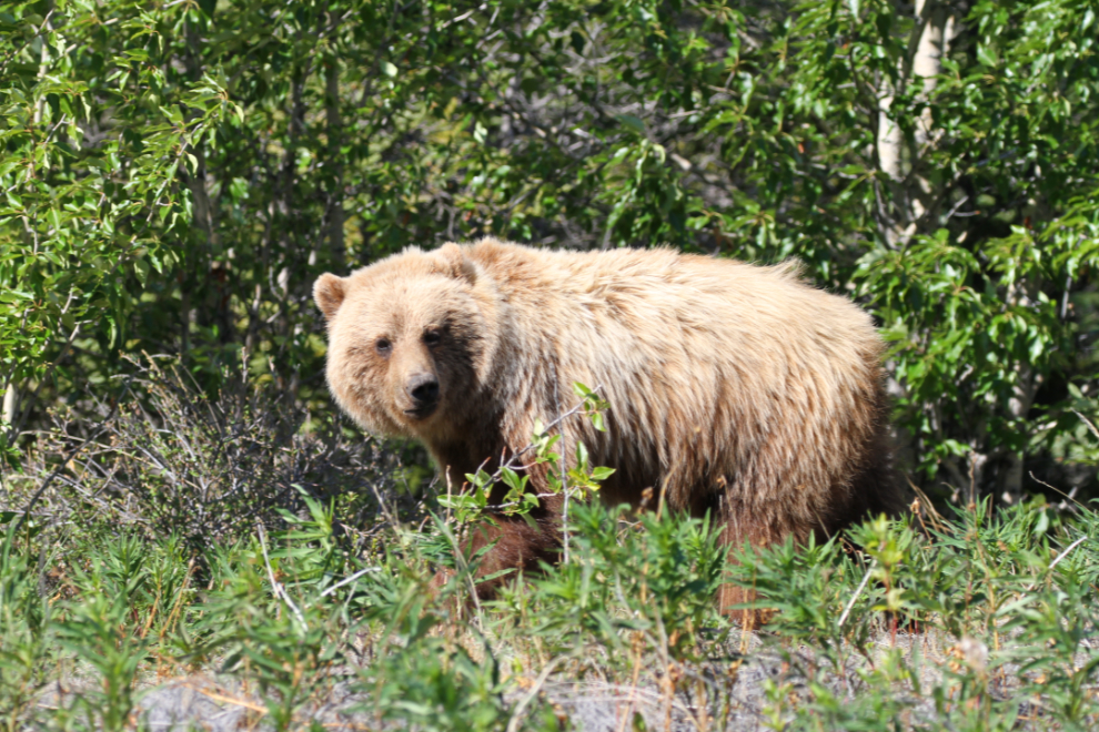 Grizzly bear along Kluane Lake, Yukon
