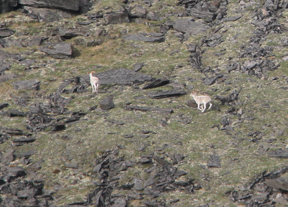 Flying over Dall sheep rams in the Yukon wilderness