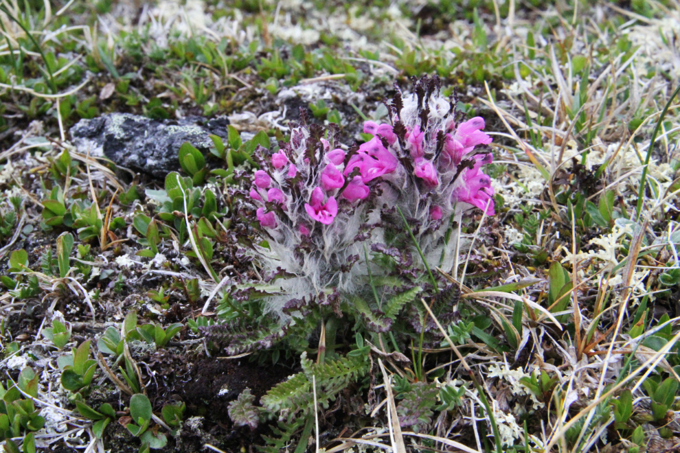 Wildflower on a Yukon mountain-top