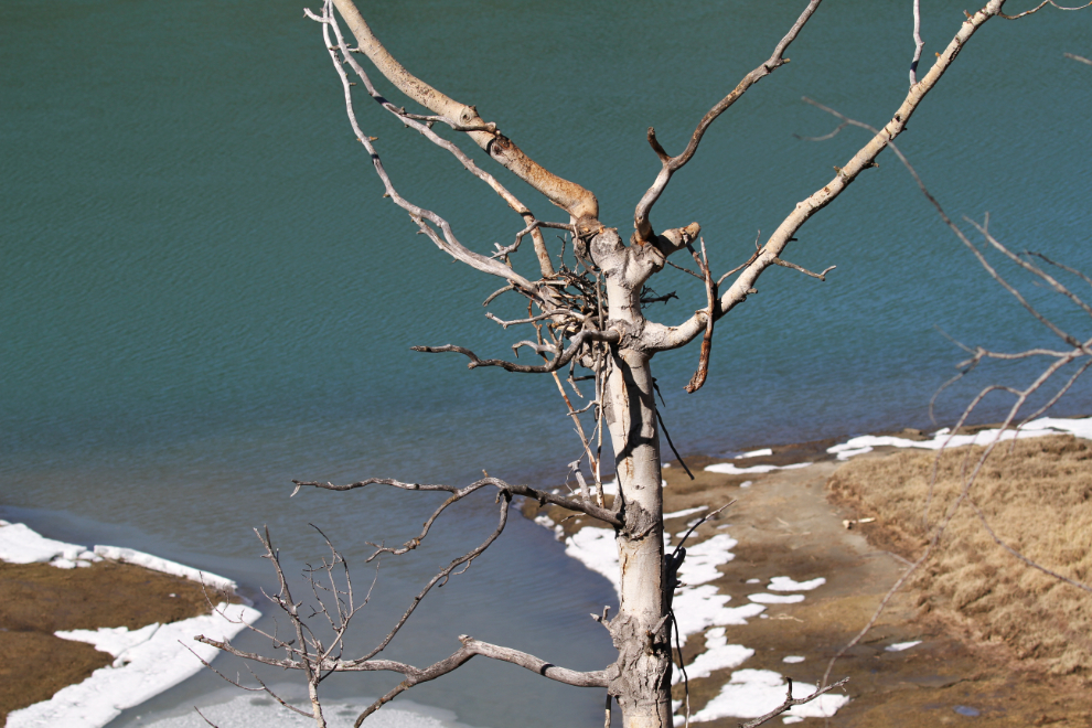 Fallen bald eagle nest along the Yukon River near Whitehorse