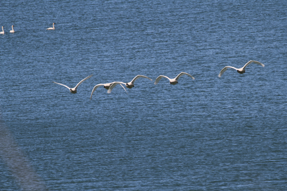 Trumpeter swans flying over the Yukon River near Whitehorse