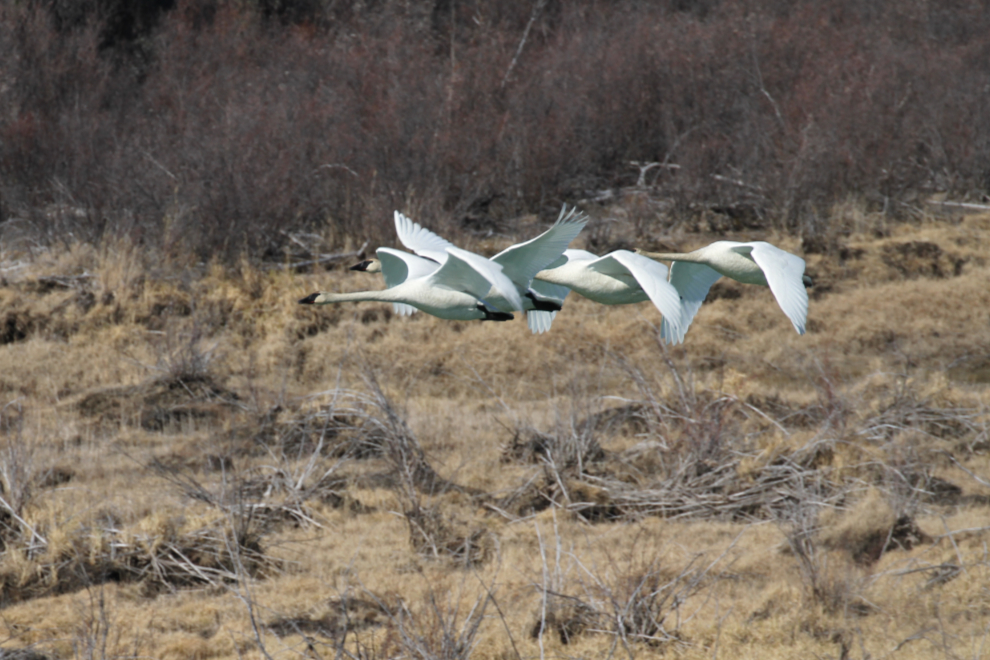 Swans over the Yukon River near Whitehorse