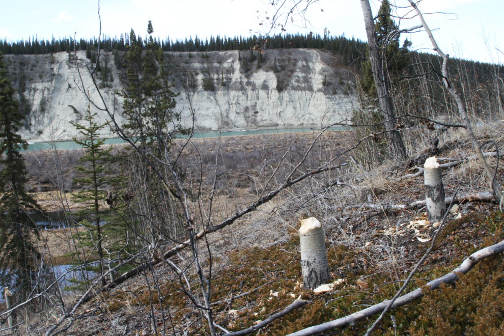 Beaver-cut trees along the Yukon River near Whitehorse