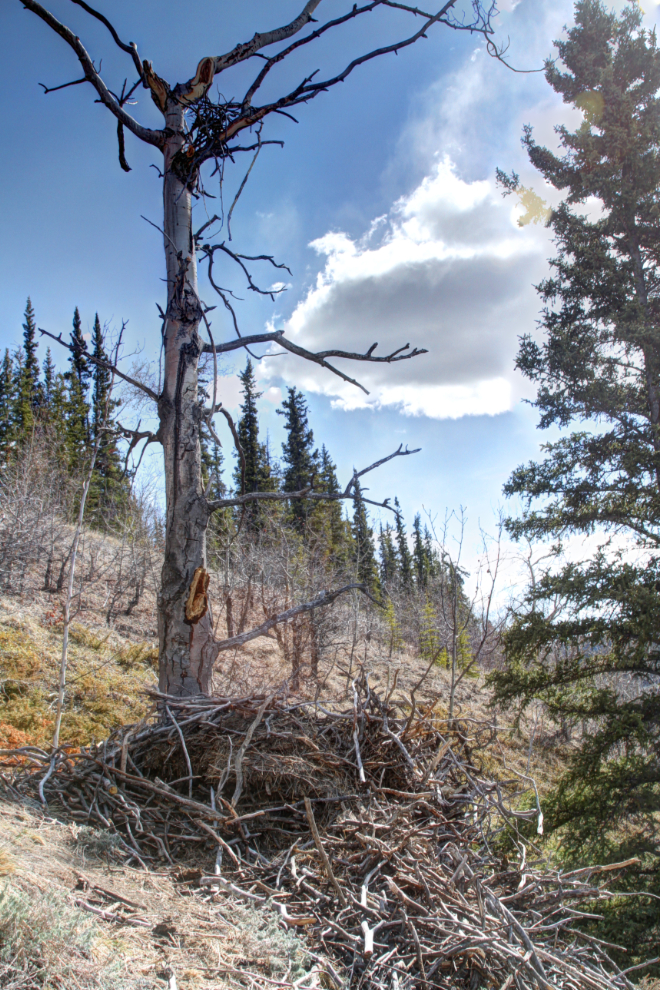 Fallen bald eagle nest along the Yukon River near Whitehorse