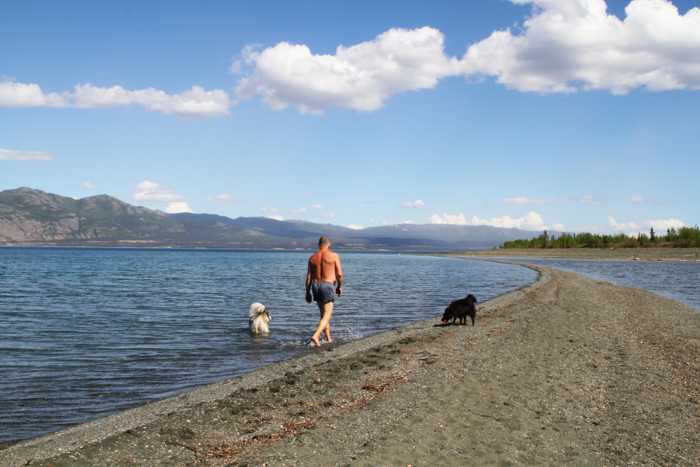 Walking the dogs on the beach of Kluane Lake, Yukon