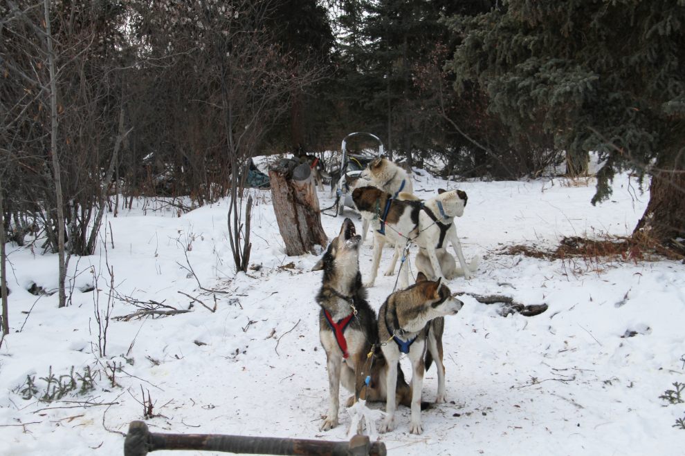 Our sled dog team awaits us in the Yukon