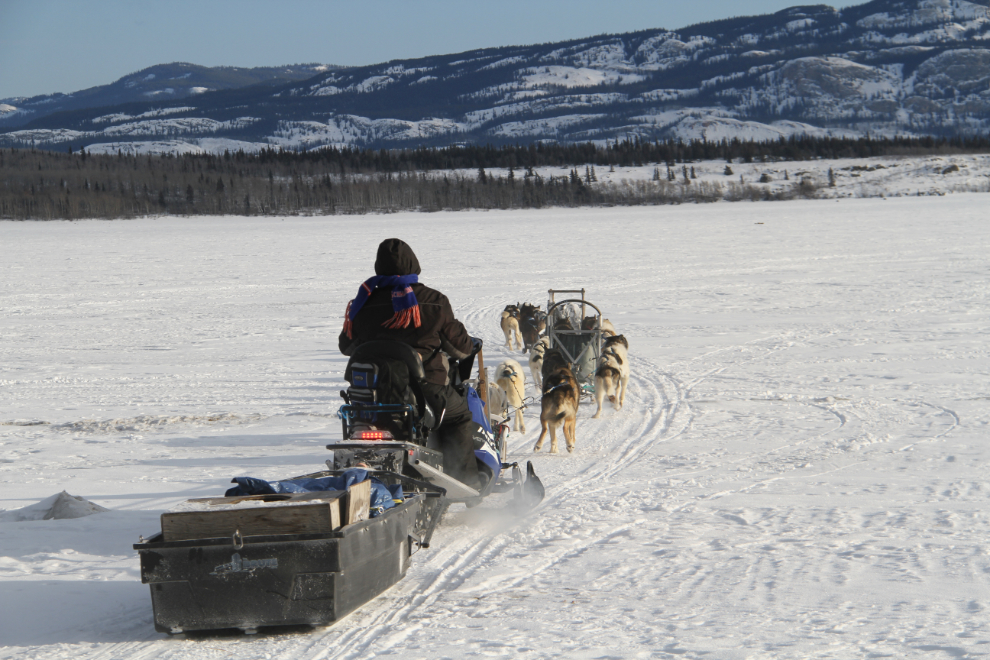 Dog sledding on Lake Laberge, Yukon