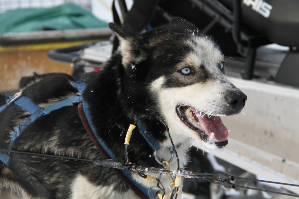 Dog sledding on Lake Laberge, Yukon - Pipe, a handsome, powerful, and independent boy