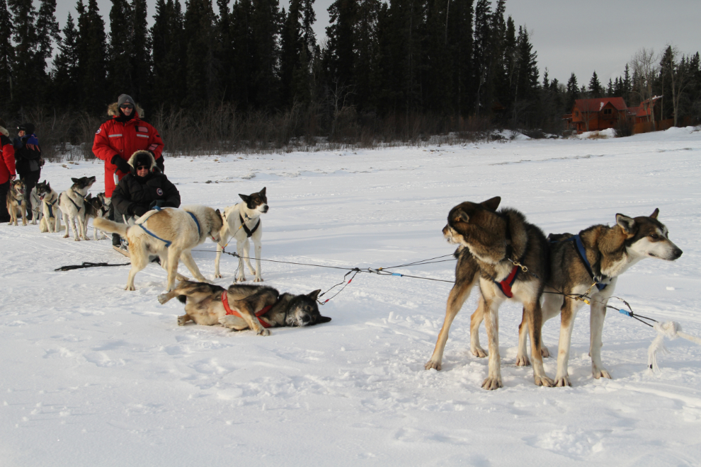 Dog sledding on Lake Laberge, Yukon - a flat tire!