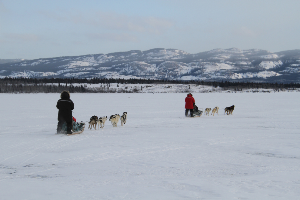 Dog sledding on Lake Laberge, Yukon