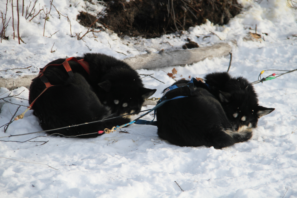 Dog sledding on Lake Laberge, Yukon - resting huskies