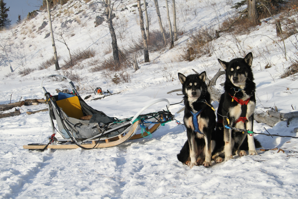 Husky sled dogs on Lake Laberge, Yukon