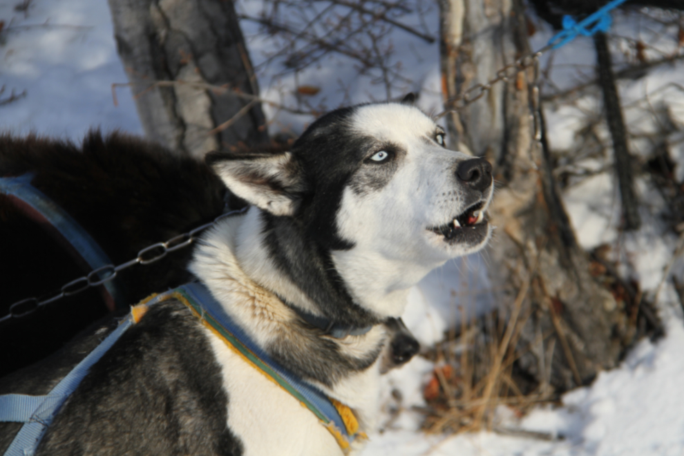 Husky sled dog on Lake Laberge, Yukon