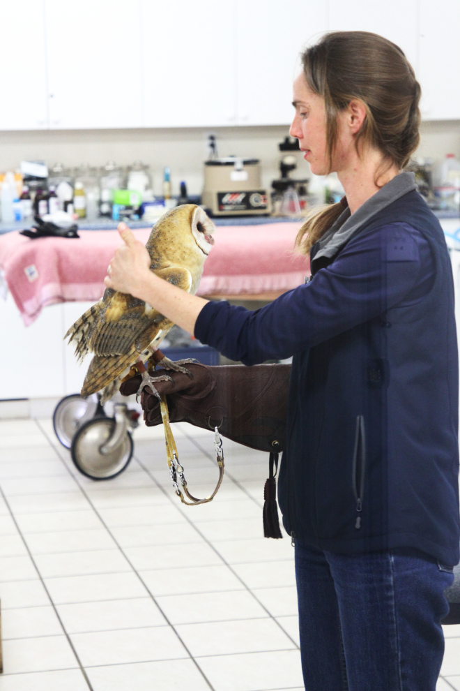 Glove-training an owl at the North Island Wildlife Recovery Centre, Vancouver Island