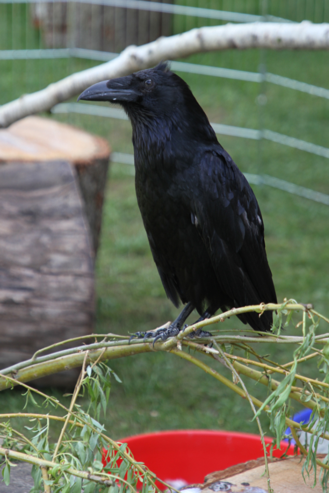 A blind raven at the North Island Wildlife Recovery Centre, Vancouver Island