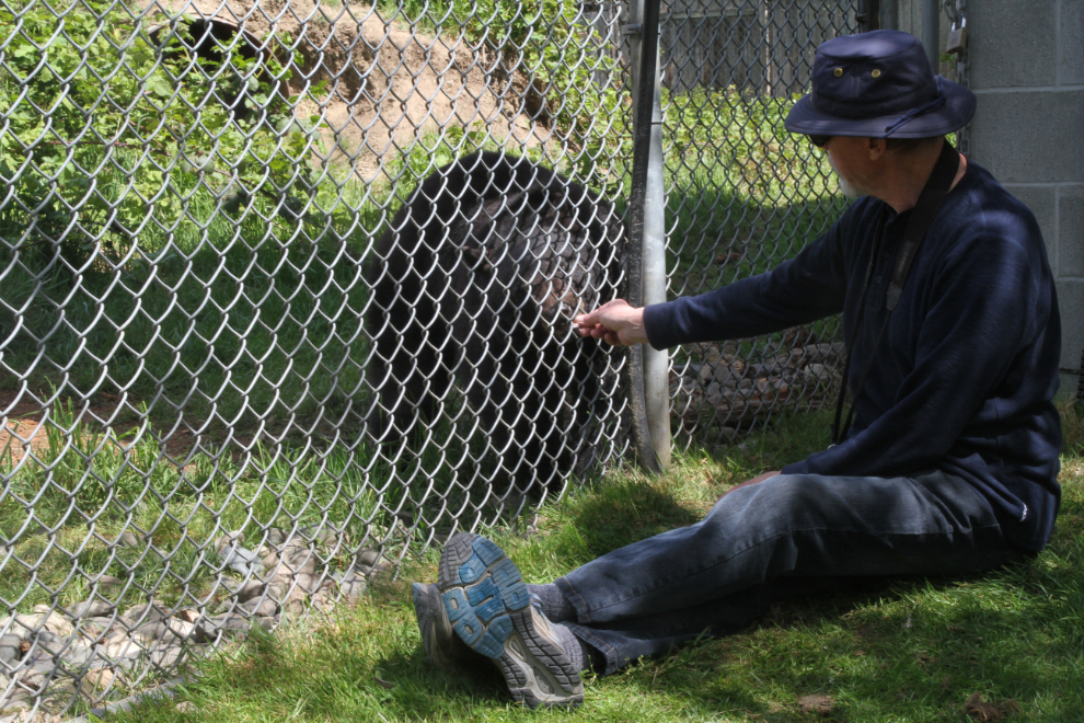 Black bear at North Island Wildlife Recovery Centre, Vancouver Island