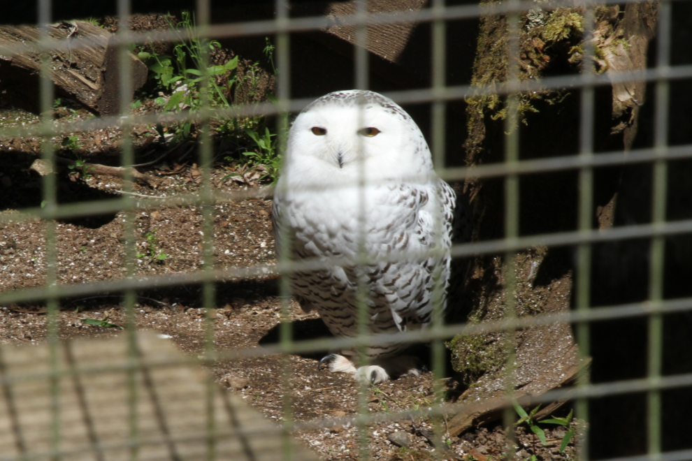A snowy owl (Bubo scandiacus) at the North Island Wildlife Recovery Centre, Vancouver Island