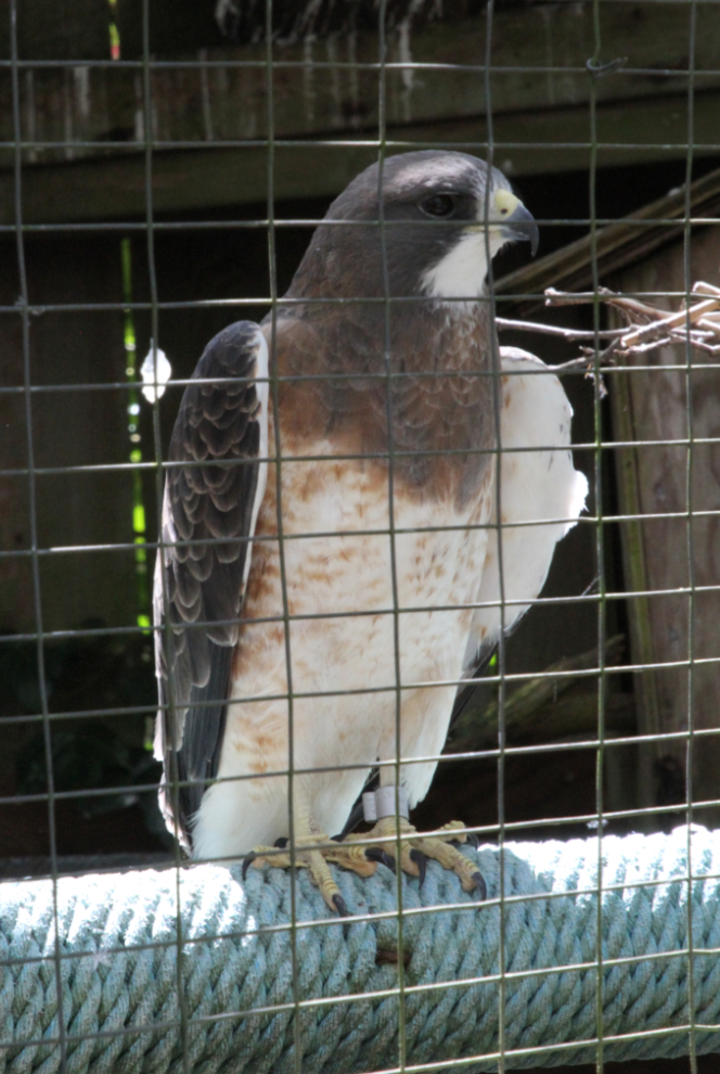 A gorgeous Swainson's hawk (Buteo swainsoni) at the North Island Wildlife Recovery Centre, Vancouver Island