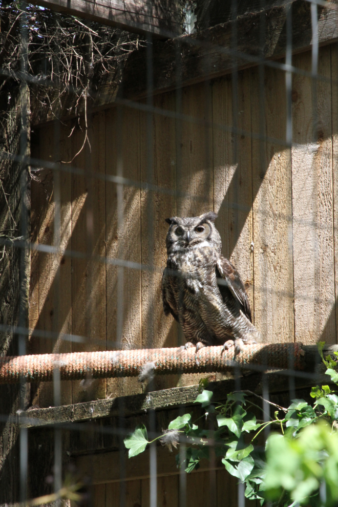 Great horned owl at the North Island Wildlife Recovery Centre, Vancouver Island