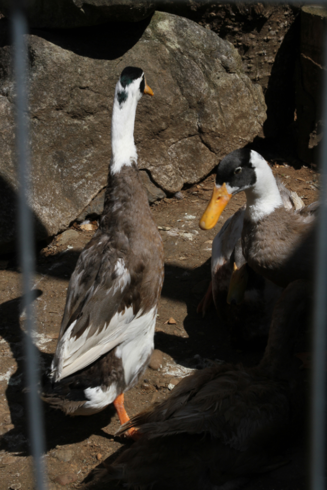 Ducks at North Island Wildlife Recovery Centre, Vancouver Island